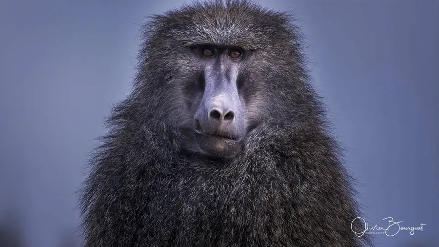 Éthiopie : éthiopie sud, animaux, photo 147 d’Olivier Bourguet