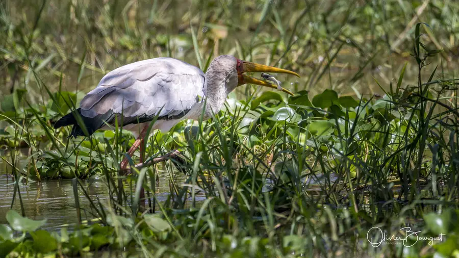 Éthiopie : éthiopie sud, animaux, lacs, photo 121 d’Olivier Bourguet