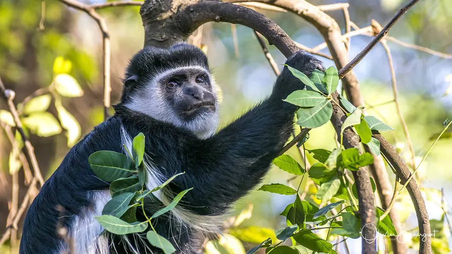 Éthiopie : éthiopie sud, vallée de l'Omo, animaux, photo 115 d’Olivier Bourguet