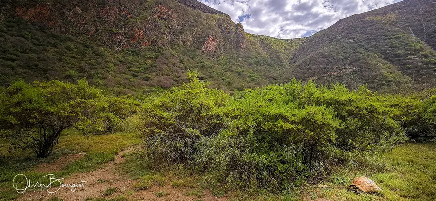 Éthiopie : éthiopie sud, paysages, Borana, animaux, photos prises au smartphone, photo 25 d’Olivier Bourguet