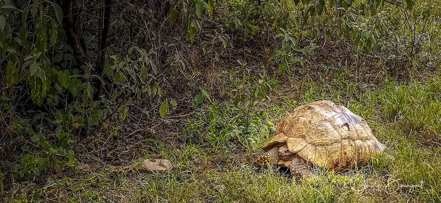 Éthiopie : éthiopie sud, animaux, photos prises au smartphone, photo 24 d’Olivier Bourguet