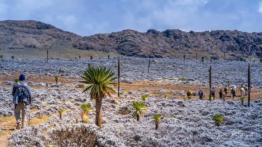 Éthiopie sud, voyage trek : éthiopie sud, montagnes du balé, paysage, trekkeurs, photo 65 d’Olivier Bourguet