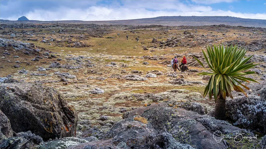 Éthiopie sud, voyage trek : éthiopie sud, montagnes du balé, paysage, trekkeurs, photo 66 d’Olivier Bourguet