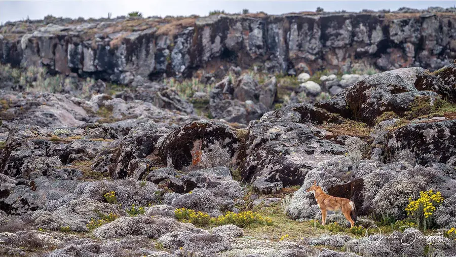 Best of : éthiopie, paysages, montagnes, animaux, nature, photo 121 d’Olivier Bourguet