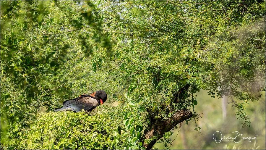Éthiopie sud, voyage d'auteur décembre 2024 : Vallée de l'Omo, animaux, photo 153 d’Olivier Bourguet