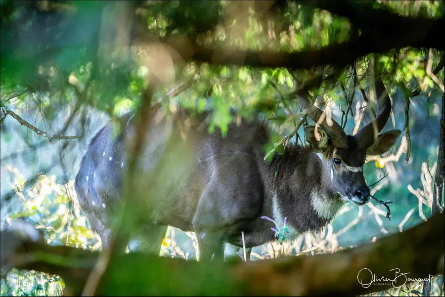 Éthiopie sud, voyage d'auteur décembre 2024 : montagnes du Balé, animaux, photo 257 d’Olivier Bourguet