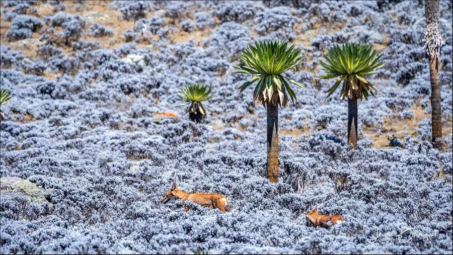 Éthiopie sud, voyage d'auteur décembre 2024 : montagnes du Balé, animaux, photo 261 d’Olivier Bourguet
