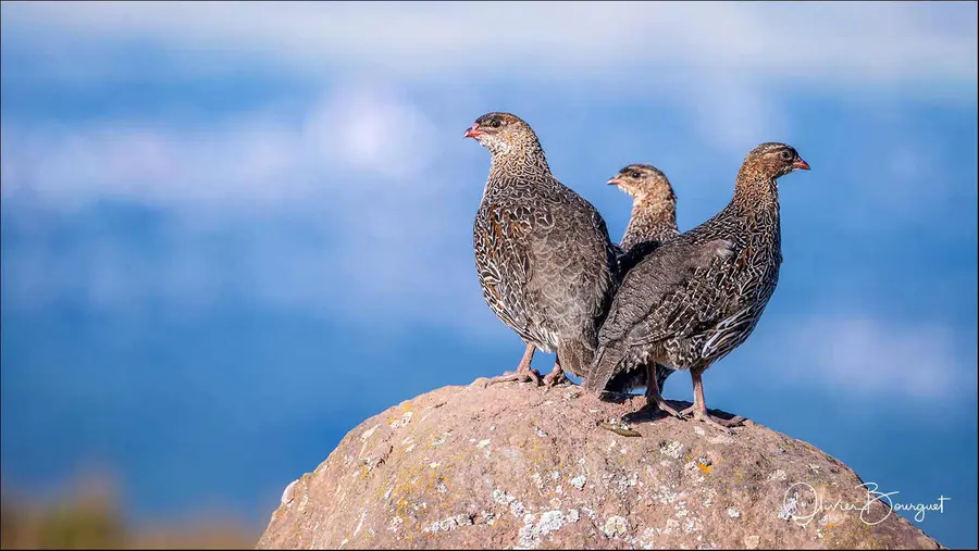 Éthiopie sud, voyage d'auteur décembre 2024 : montagnes du Balé, animaux, photo 262 d’Olivier Bourguet