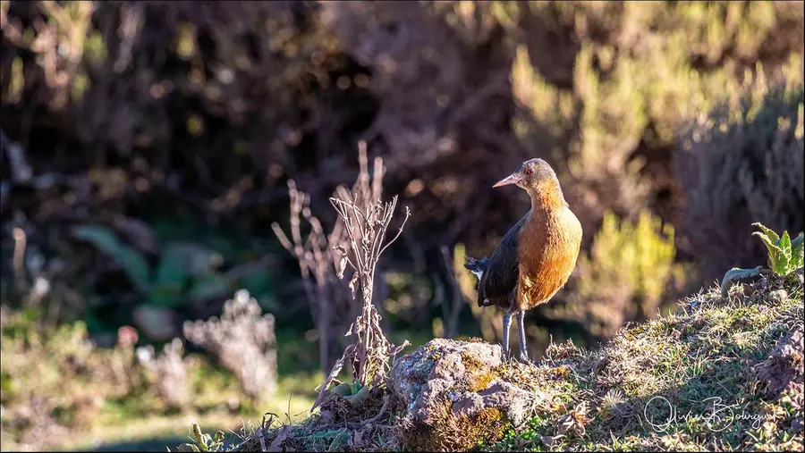 Éthiopie sud, voyage d'auteur décembre 2024 : montagnes du Balé, animaux, photo 263 d’Olivier Bourguet
