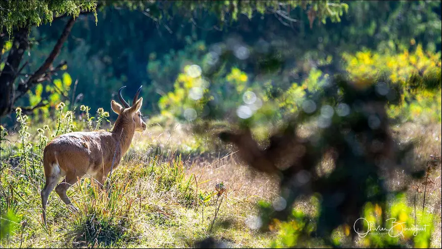 Éthiopie sud, voyage d'auteur décembre 2024 : montagnes du Balé, animaux, photo 264 d’Olivier Bourguet