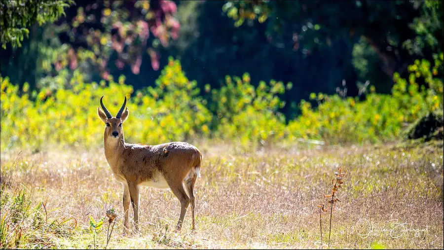 Éthiopie sud, voyage d'auteur décembre 2024 : montagnes du Balé, animaux, photo 265 d’Olivier Bourguet