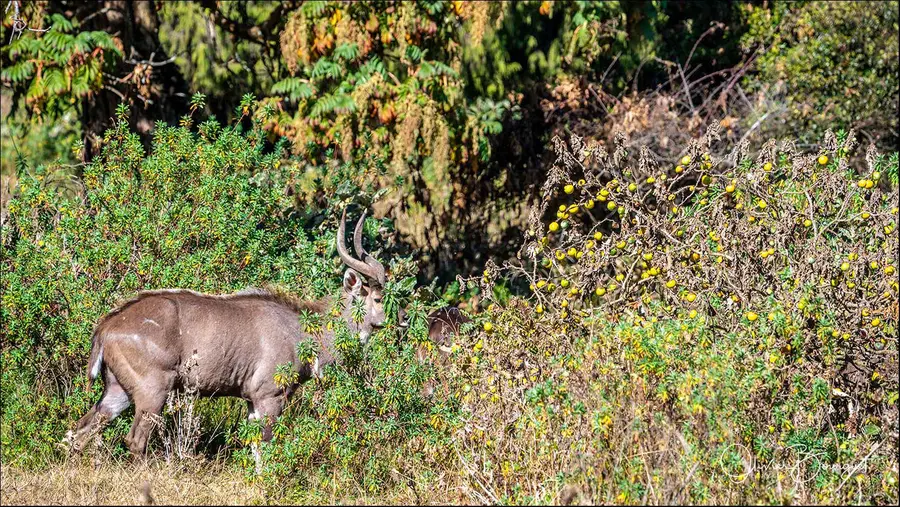 Éthiopie sud, voyage d'auteur décembre 2024 : montagnes du Balé, animaux, photo 266 d’Olivier Bourguet
