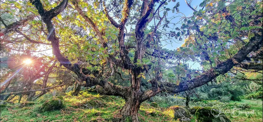 Éthiopie sud, voyage d'auteur décembre 2024 : photos au smartphone, montagnes du Balé, photo 118 d’Olivier Bourguet