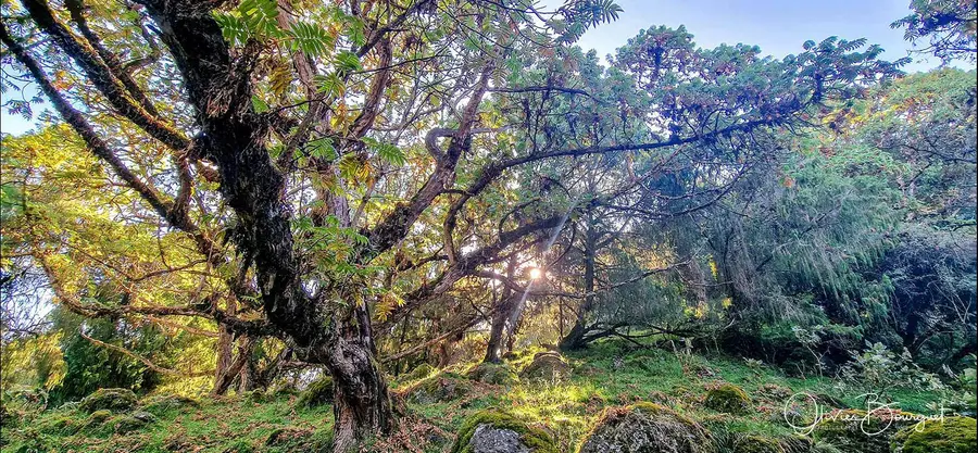 Éthiopie sud, voyage d'auteur décembre 2024 : photos au smartphone, montagnes du Balé, photo 119 d’Olivier Bourguet