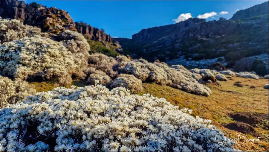 Éthiopie sud, voyage d'auteur décembre 2024 : photos au smartphone, paysages, montagnes du Balé, photo 128 d’Olivier Bourguet