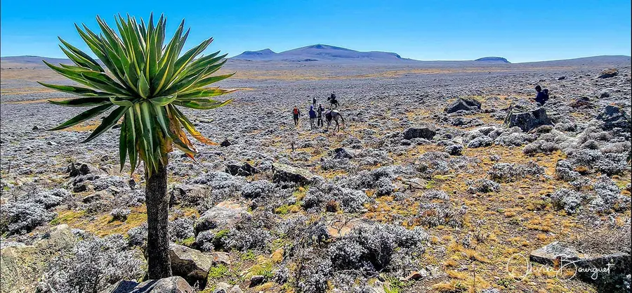 Éthiopie sud, voyage d'auteur décembre 2024 : photos au smartphone, paysages, trekkeurs, montagnes du Balé, photo 144 d’Olivier Bourguet