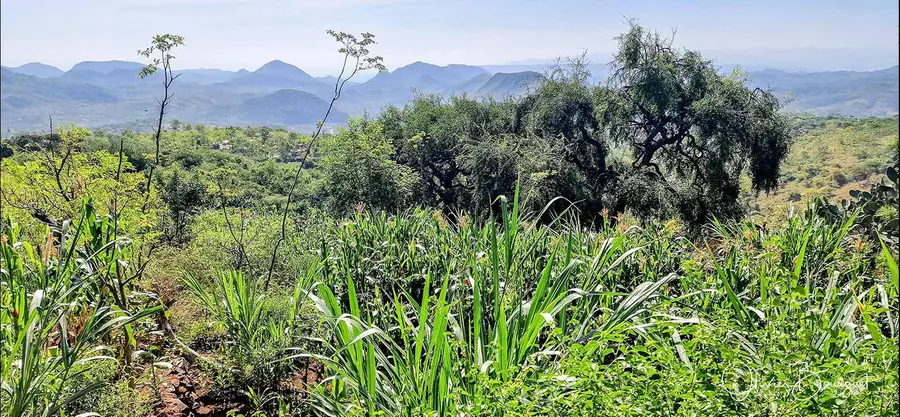 Éthiopie sud, voyage d'auteur décembre 2024 : photos au smartphone, paysages, Konso, photo 57 d’Olivier Bourguet
