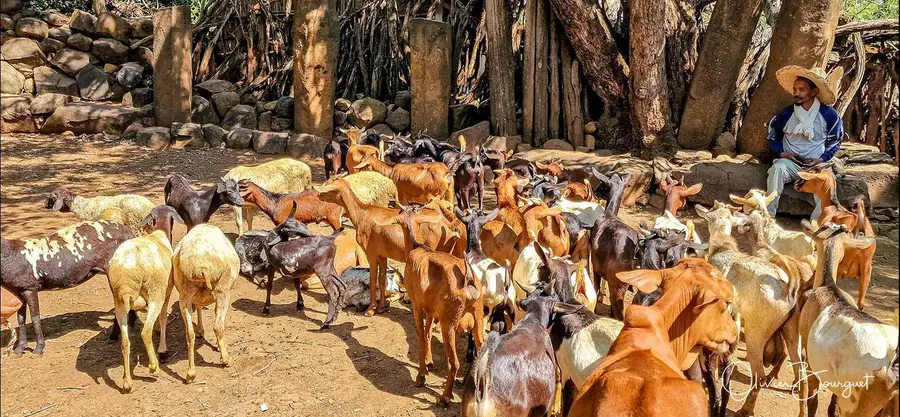Éthiopie sud, voyage d'auteur décembre 2024 : photos au smartphone, Konso, photo 63 d’Olivier Bourguet