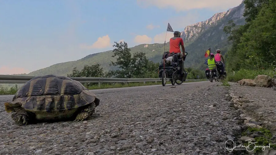 Une tortue sur la piste cyclable, la famille à vélo derrière elle, en Serbie