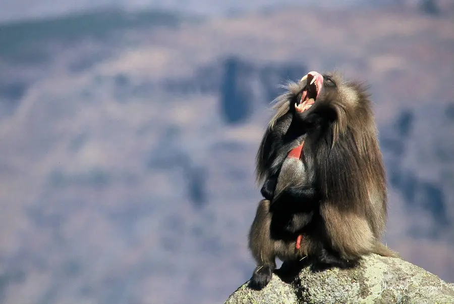 Vél'Horizons Afrique : animaux, Ethiopie, photo 11 d’Olivier Bourguet