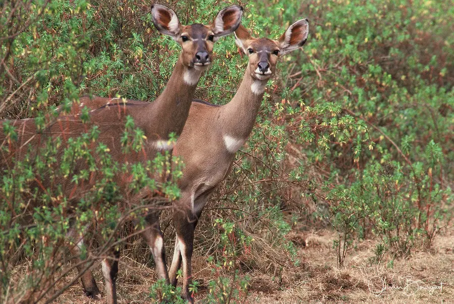 Vél'Horizons Afrique : animaux, Ethiopie, photo 14 d’Olivier Bourguet