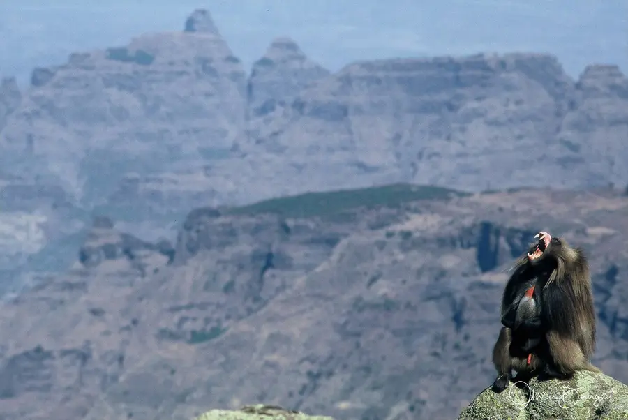Vél'Horizons Afrique : animaux, Ethiopie, paysages, photo 36 d’Olivier Bourguet