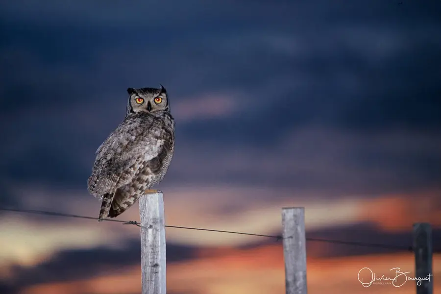Eurasiam : Argentine, animaux, photo 6 d’Olivier Bourguet