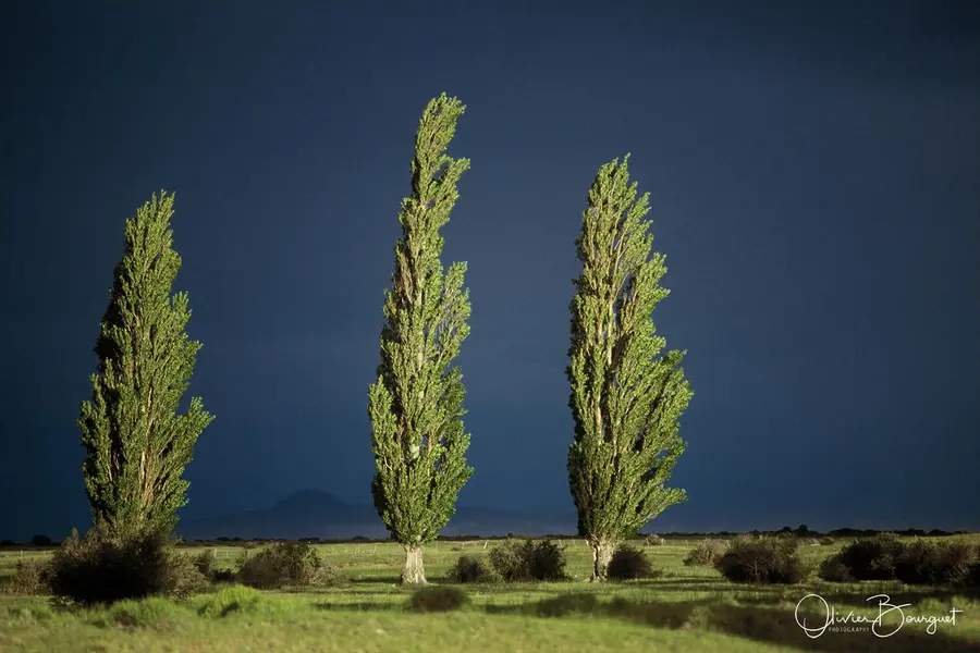 Eurasiam : Argentine, fleurs, photo 7 d’Olivier Bourguet