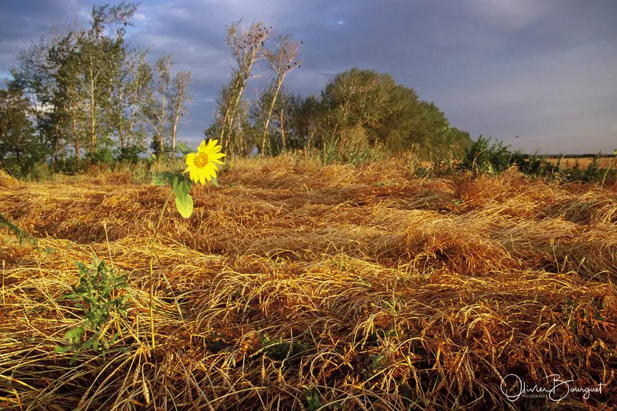 Eurasiam : Russie, fleurs, photo 12 d’Olivier Bourguet