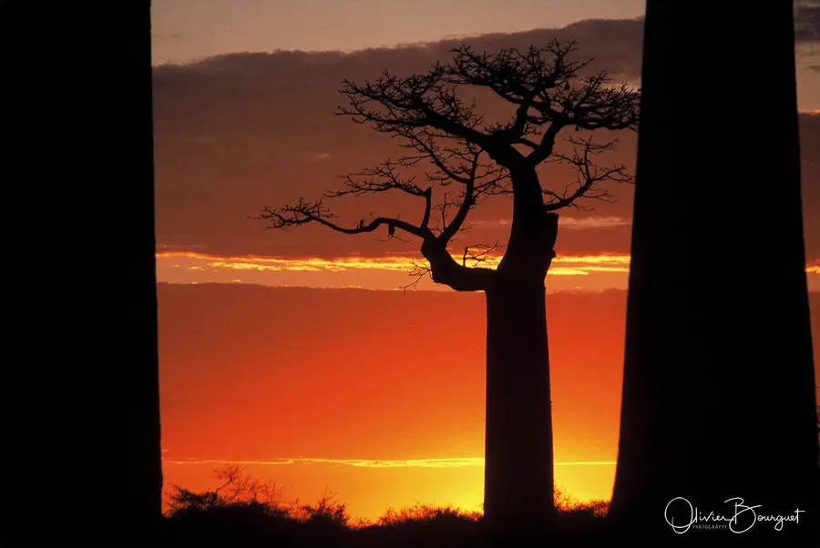 Vél'Horizons Afrique : fleurs, Madagascar, couche de soleil, photo 46 d’Olivier Bourguet