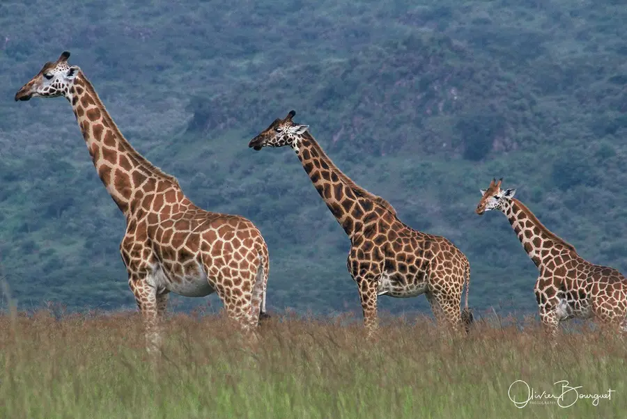 Vél'Horizons Afrique : Kenya, animaux, photo 48 d’Olivier Bourguet