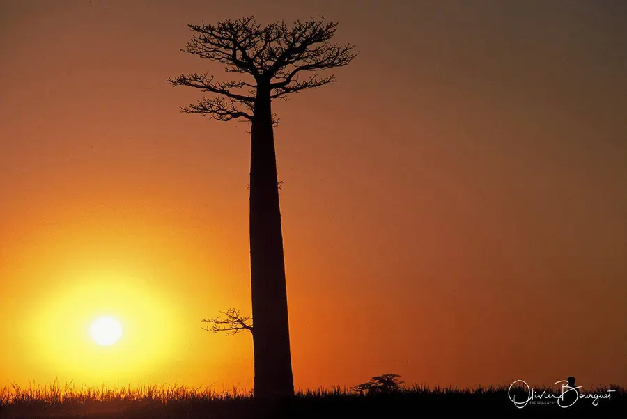Vél'Horizons Afrique : fleurs, Madagascar, couche de soleil, photo 51 d’Olivier Bourguet
