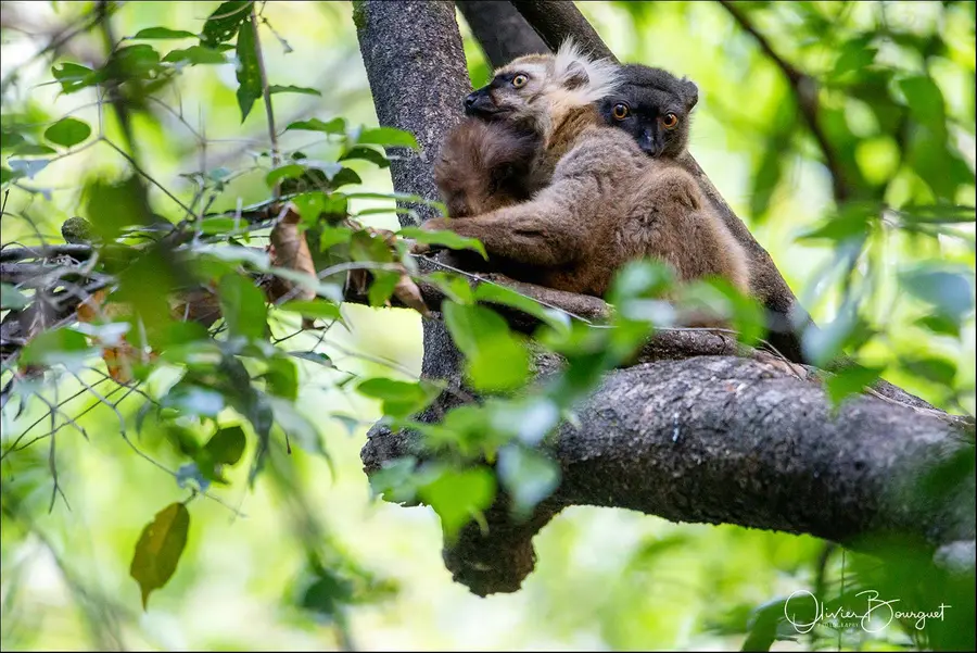 Madagascar nord & est : nord, nature, animaux, forêts, photo 87 d’Olivier Bourguet