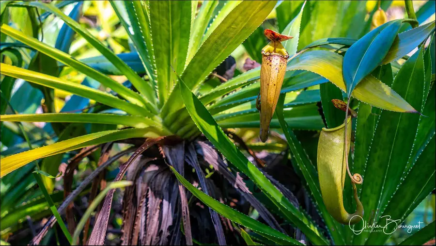 Madagascar nord & est : est, fleurs, photo 25 d’Olivier Bourguet