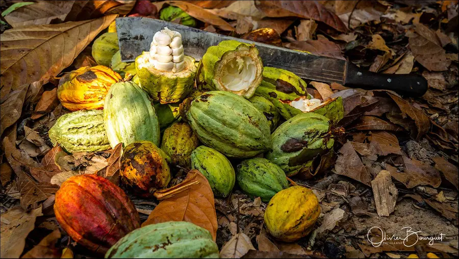 Madagascar nord & est : nord, activités, forêts, photo 107 d’Olivier Bourguet