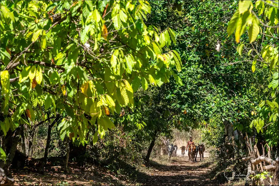 Madagascar nord & est : nord, activités, photo 111 d’Olivier Bourguet