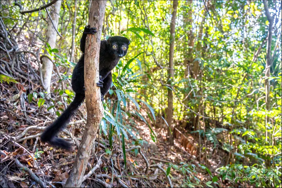 Madagascar nord & est : nord, nature, animaux, forêts, photo 126 d’Olivier Bourguet