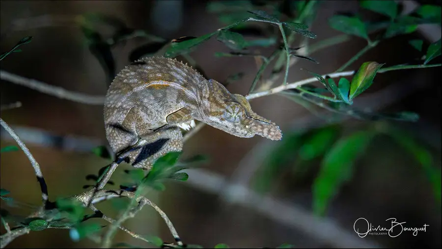 Madagascar nord & est : nord, nature, animaux, forêts, photo 129 d’Olivier Bourguet