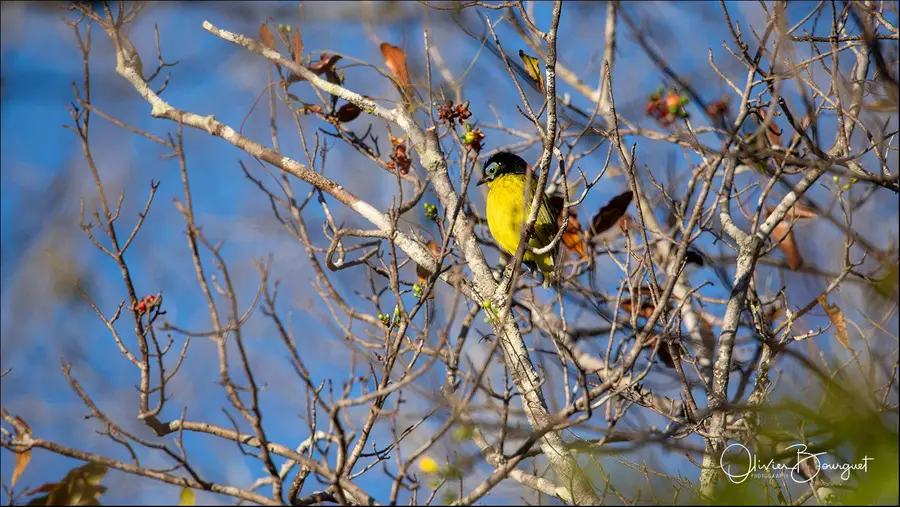 Madagascar nord & est : nord, nature, animaux, forêts, photo 130 d’Olivier Bourguet