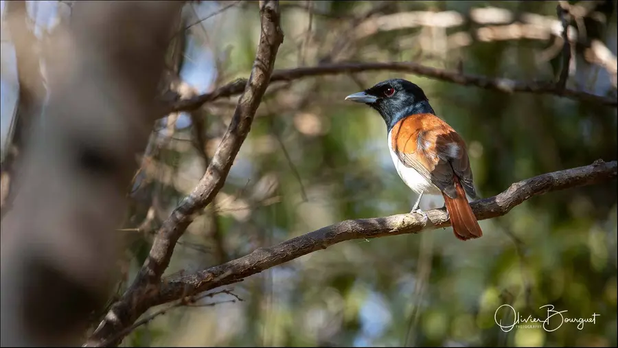 Madagascar nord & est : nord, nature, animaux, forêts, photo 131 d’Olivier Bourguet