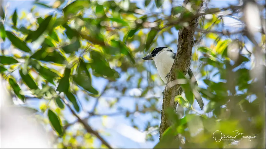 Madagascar nord & est : nord, nature, animaux, forêts, photo 132 d’Olivier Bourguet