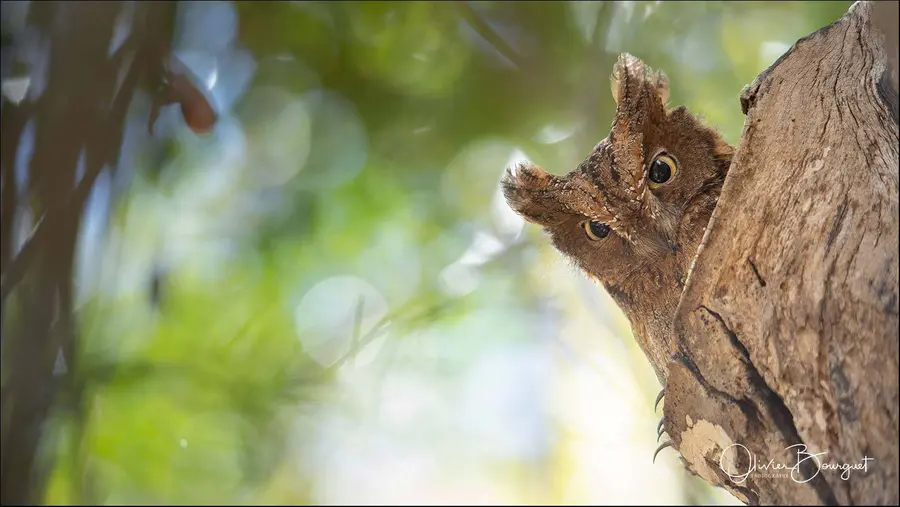 Best of : madagascar, nature, animaux, photo 248 d’Olivier Bourguet