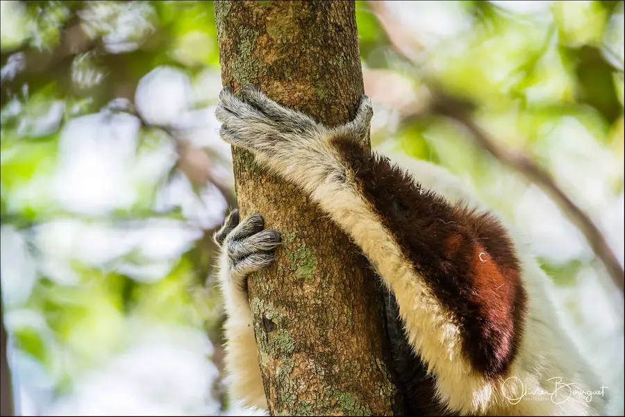 Best of : madagascar, nature, animaux, photo 250 d’Olivier Bourguet