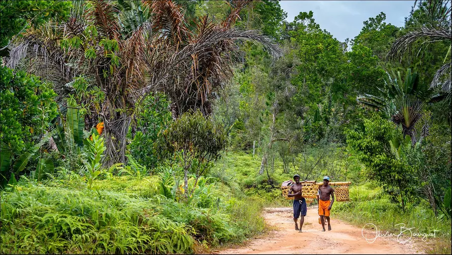 Madagascar nord & est : est, activités, forêts, photo 31 d’Olivier Bourguet