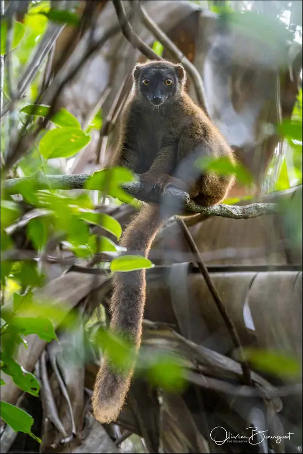 Madagascar nord & est : est, nature, animaux, forêts, photo 33 d’Olivier Bourguet