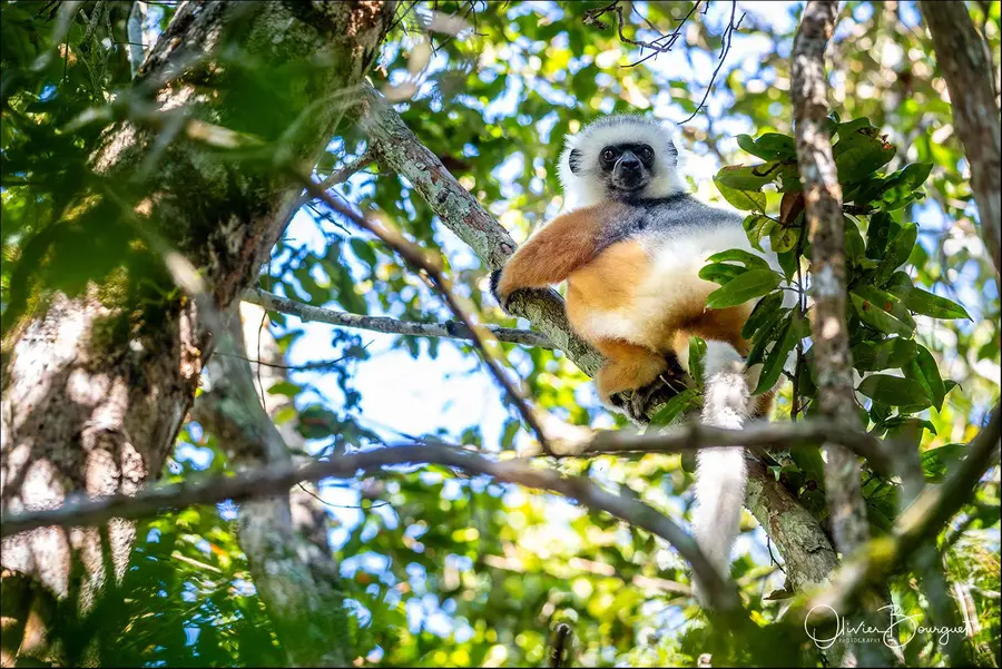 Madagascar nord & est : est, nature, animaux, forêts, photo 18 d’Olivier Bourguet