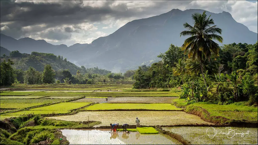 Madagascar nord & est : est, paysages, activités, photo 50 d’Olivier Bourguet