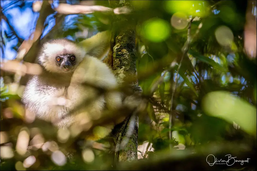 Madagascar nord & est : est, nature, animaux, forêts, photo 54 d’Olivier Bourguet
