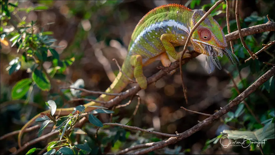 Madagascar nord & est : nord, nature, animaux, forêts, photo 62 d’Olivier Bourguet