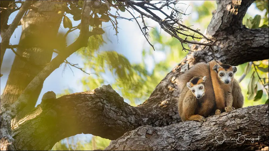 Best of : madagascar, nature, animaux, photo 236 d’Olivier Bourguet